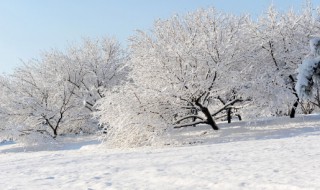 大雪节气吃什么（大雪节气）