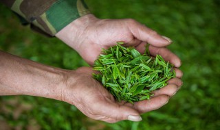 四大名茶之一的龙井茶产地是 四大名茶之一的龙井茶产地是否是福建安溪