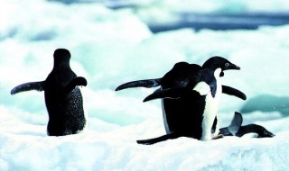 企鹅生活在南极还是北极（企鹅生活在南极还是北极呢?为什么?）