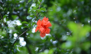 落花时节又逢君的上一句 落花时节又逢君的君指的是谁