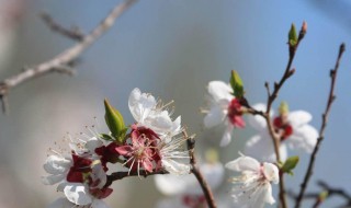 春风像什么 春风像什么仿写句子