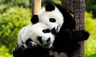 国宝大熊猫的资料（国宝大熊猫的资料卡片）