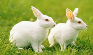 兔子的资料（兔子的资料作文）