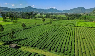 普洱茶的产地 普洱茶的产地及品质特征