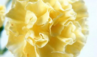 黄色康乃馨的花语（康乃馨的花语和象征意义）
