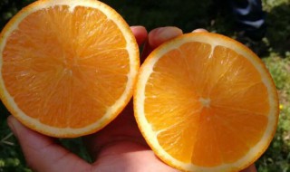 橙子的作用与功效（冰糖炖橙子的作用与功效）