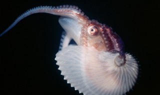 船蛸是什么（船蛸是什么东西）