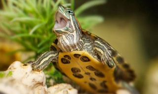 巴西龟怎么养放多少水 巴西龟要放多少水养