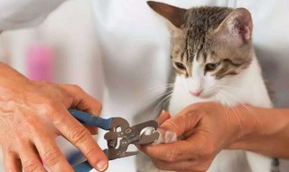 猫指甲怎么剪 布偶猫指甲怎么剪