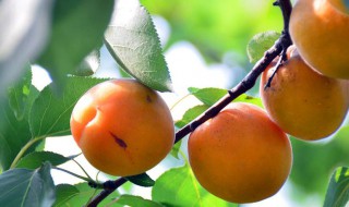 杏的功效与作用及食用方法（南北杏的功效与作用及食用方法）