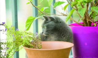 猫薄荷怎么用 猫薄荷怎么用在猫抓板