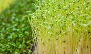 豆苗怎么种植 豆苗怎么种植容易发芽