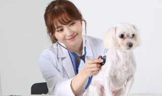 宠物医生资格证怎么考 宠物医生资格证怎么考有年龄限制吗