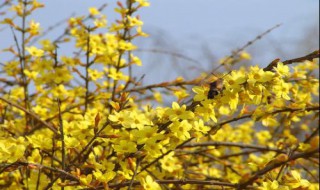 迎春花的资料 迎春花的资料卡