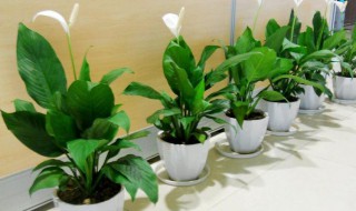 净化室内空气的植物（什么植物可以净化室内空气）