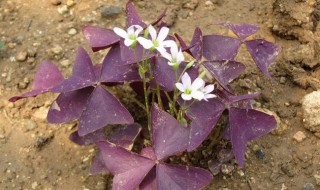 紫叶醡浆草怎么养 紫叶醡浆草的养殖方法和注意事项