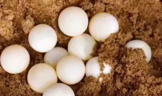 乌龟蛋可以吃吗 巴西乌龟蛋可以吃吗