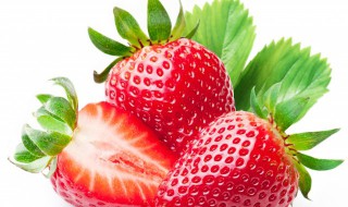 草莓种植技术 露天草莓种植技术