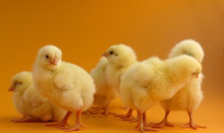 雏鸡的饲养管理技术 雏鸡的饲养管理技术要点