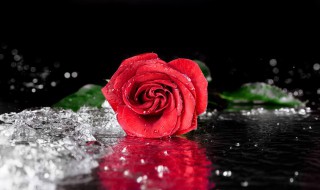 红玫瑰与白玫瑰的含义（红玫瑰与白玫瑰的含义 张爱玲）