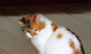 猫咪睡觉时为什么把身体卷成团 猫咪睡觉身体为什么卷起来