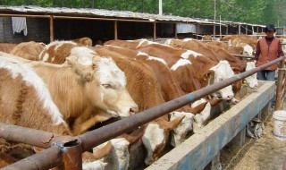 肉牛养殖利润分析 2020肉牛养殖的前景成本利润