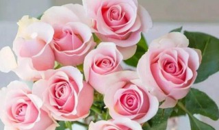 粉红玫瑰花语 粉红玫瑰花语是什么意思