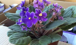 紫罗兰花怎么养 紫罗兰花怎么养护