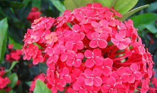 红花的功效与作用及食用方法 红花的功效与作用及食用方法红花
