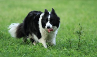 怎样训练边境牧羊犬 怎样训练边境牧羊犬放羊