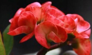 铁海棠的花语和寓意 铁海棠的花语和象征