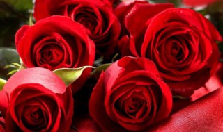 玫瑰花的花语和寓意 满天星的花语和寓意