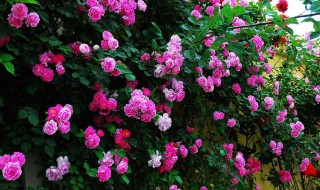 蔷薇花语寓意 蔷薇花语寓意可以种院子吗