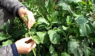 野腊菜的功效（野腊菜的功效和作用）