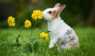 兔子一年生几窝 兔子一年生几窝一窝几只