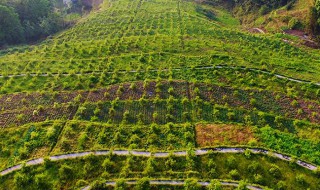 油茶树种植（油茶树种植害人）