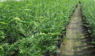 红豆杉种植（红豆杉种植方法和时间）