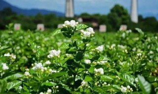 茉莉花种植（茉莉花种植的最佳时间）