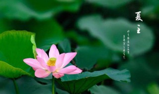 夏至节气的特点和风俗（夏至节气的特点和风俗作文）