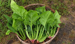 菠菜蛋汤（菠菜蛋汤菠菜需要焯水吗）