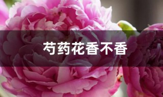 芍药花香不香 芍药花香不香,可以放卧室吗