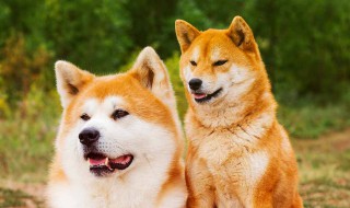 秋田犬和柴犬的区别是什么 秋田犬和柴犬是一个品种么