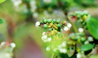 蓝莓开什么颜色的花 蓝莓开什么颜色的花?