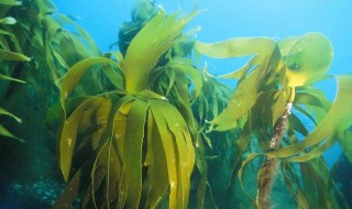 海底里的植物海带和海草的特点 海底植物海带的介绍