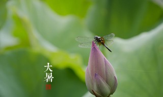 大暑节气吃什么传统食物 大暑节气应该吃什么食物