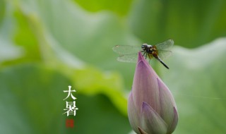 大暑节气是什么意思 大暑节气是怎么回事