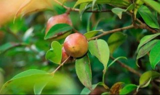 油茶种植技术 油茶种植技术培训