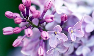 丁香花种植（丁香花种植方法和注意事项）