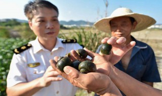 外来入侵物种有哪些（外来入侵物种有哪些危害）