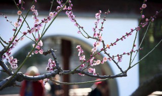 遥知不是雪为有暗香来是什么植物 遥知不是雪为有暗香来的寓意